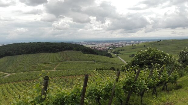 Riesling Grand Cru Sommerberg Aime Stentz