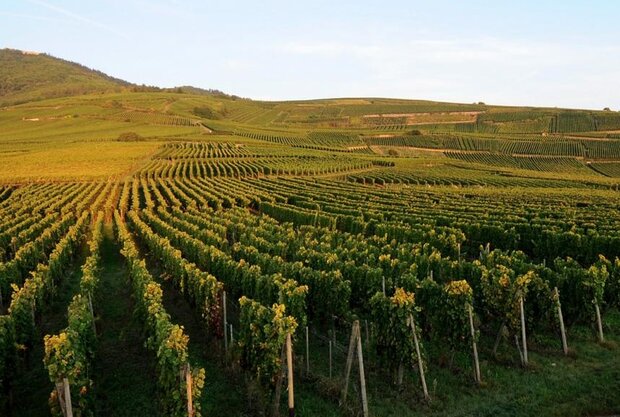 Pinot Gris Grand Cru Hengst Aime Stentz