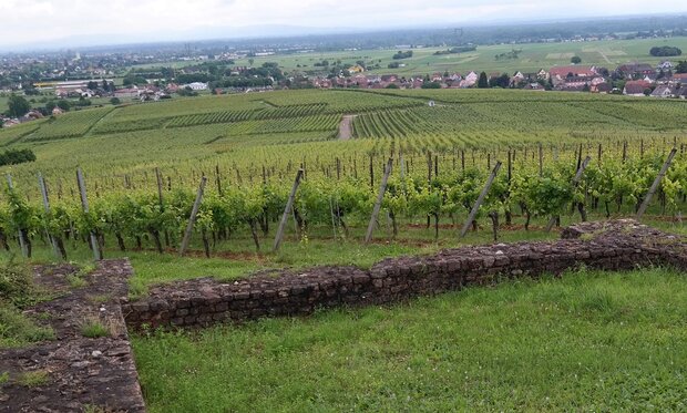 Pinot Noir Grand Cru Hengst Aim&eacute; Stentz