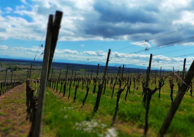 Pinot Gris Grand Cru Steinert Paul Schneider