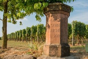 Gewurztraminer Grand Cru Eichberg Paul Schneider